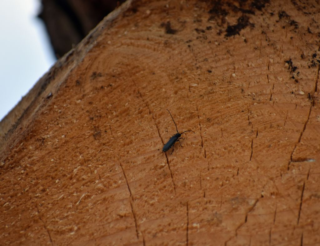 Cerambycidae: Stenostola ferrea, maschio